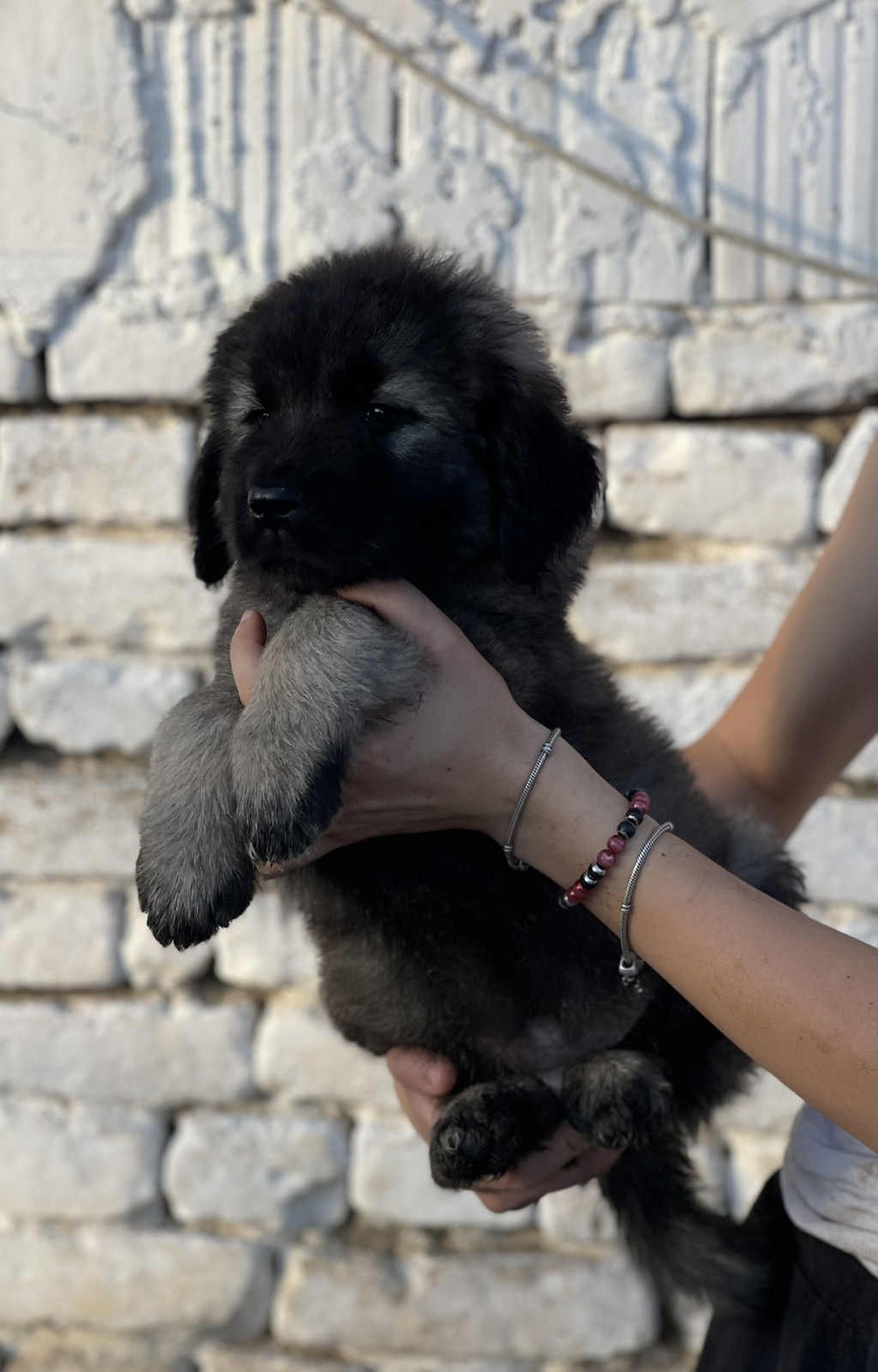 Kavkaski ovčar štenci