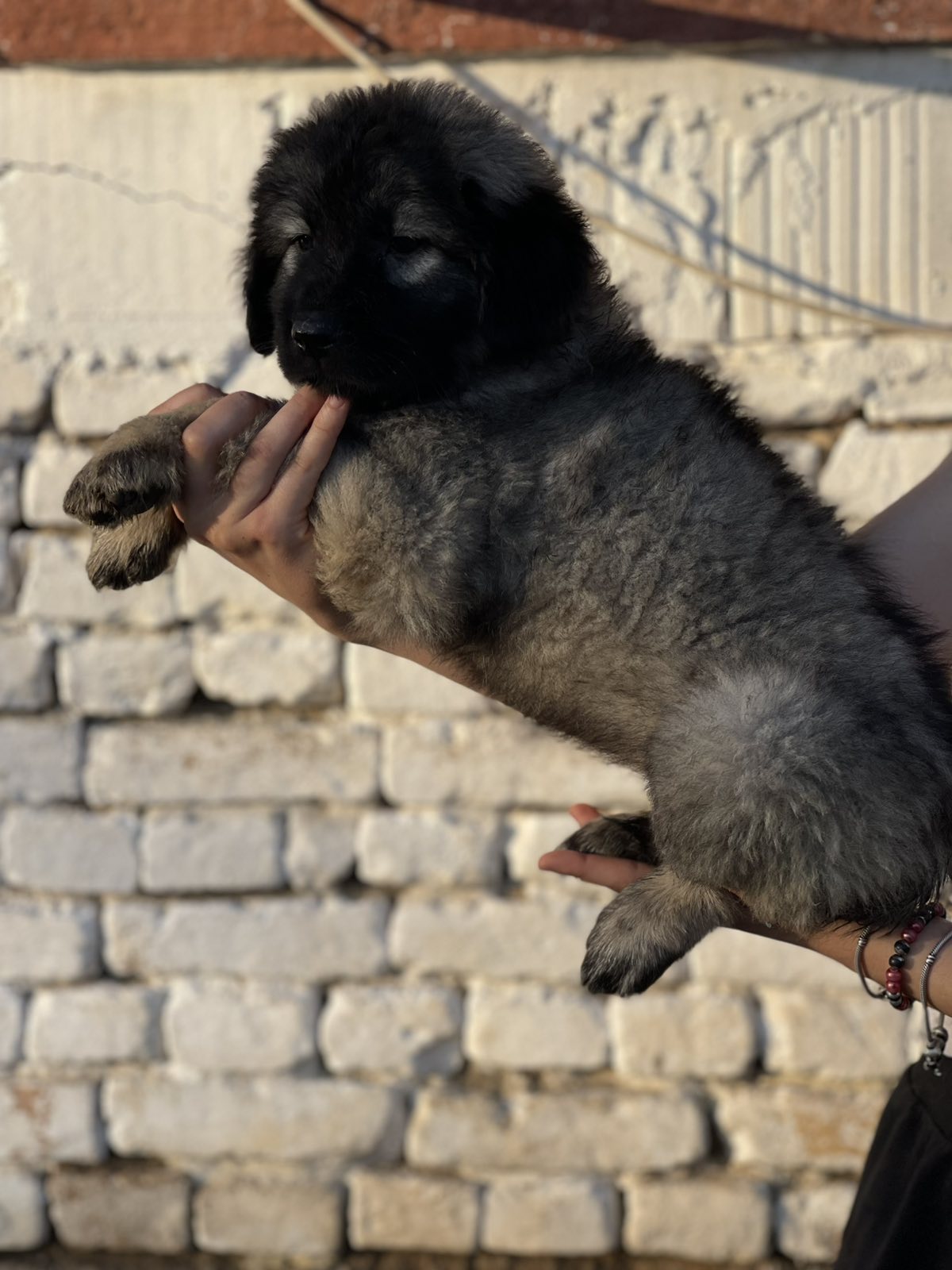 Kavkaski ovčar štenci