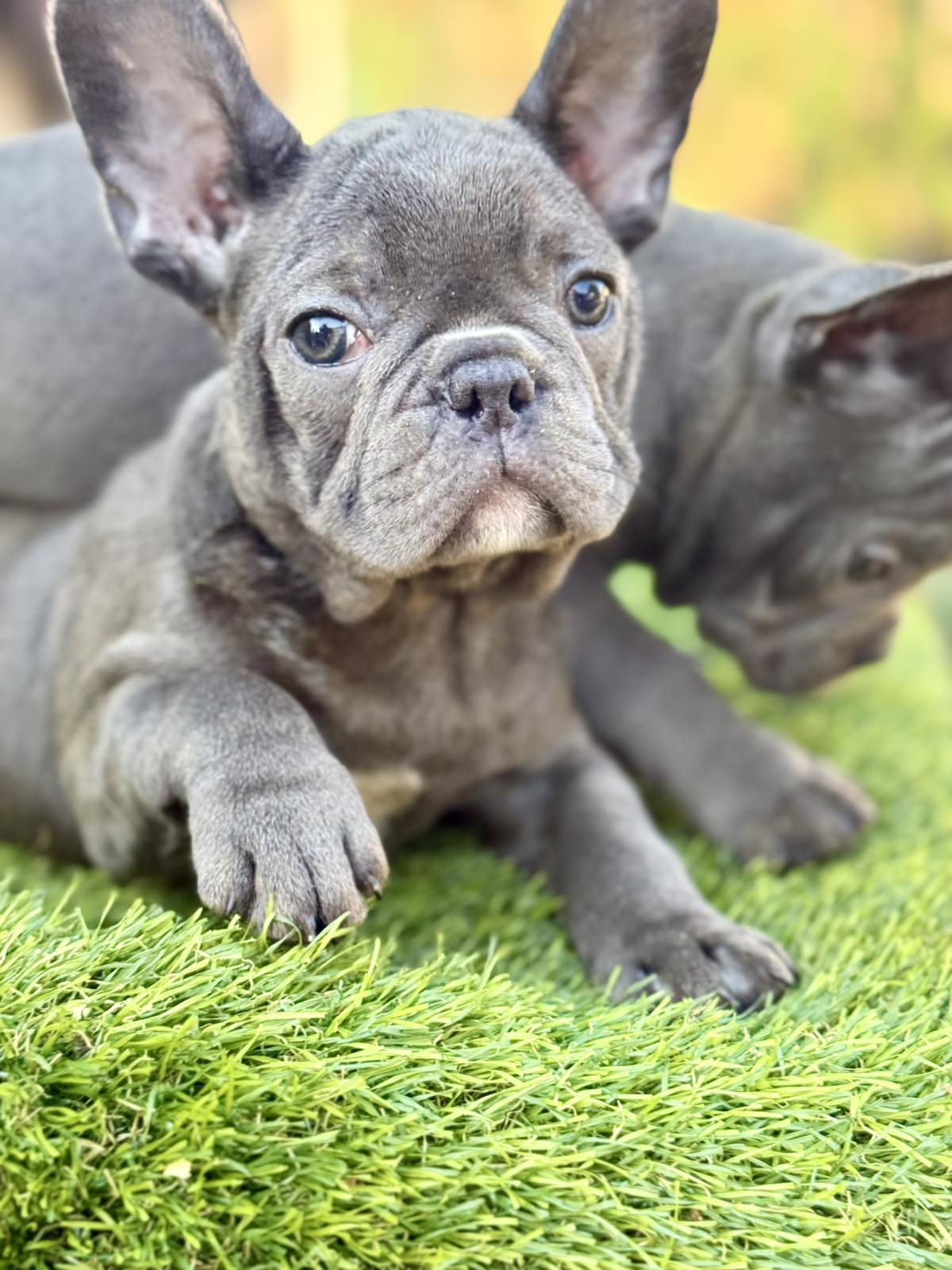 Francuski Buldog prelepi štenci