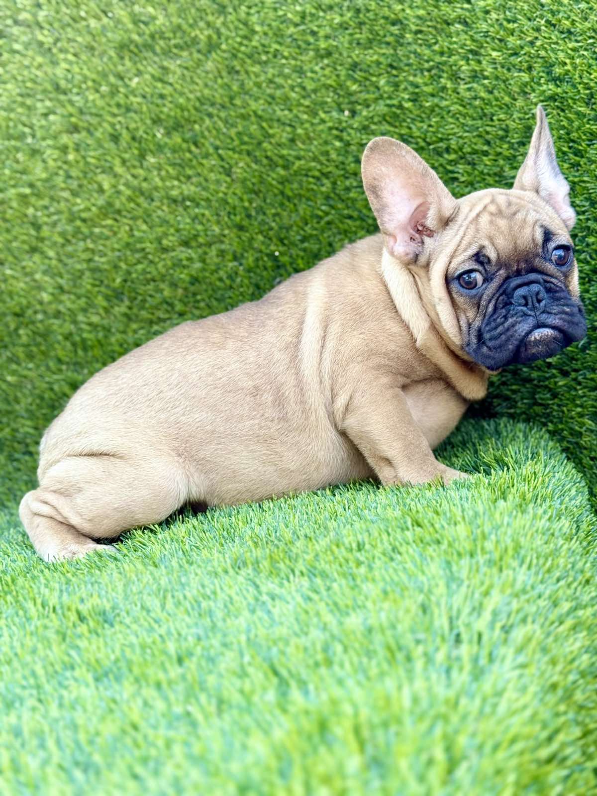 Francuski Buldog prelepi štenci