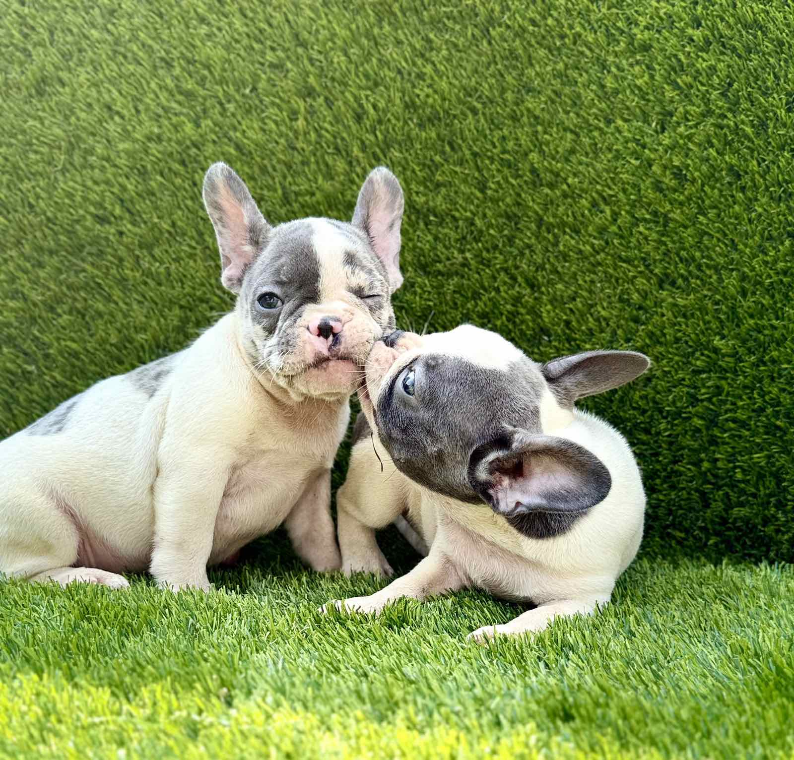 Francuski Buldog prelepi štenci