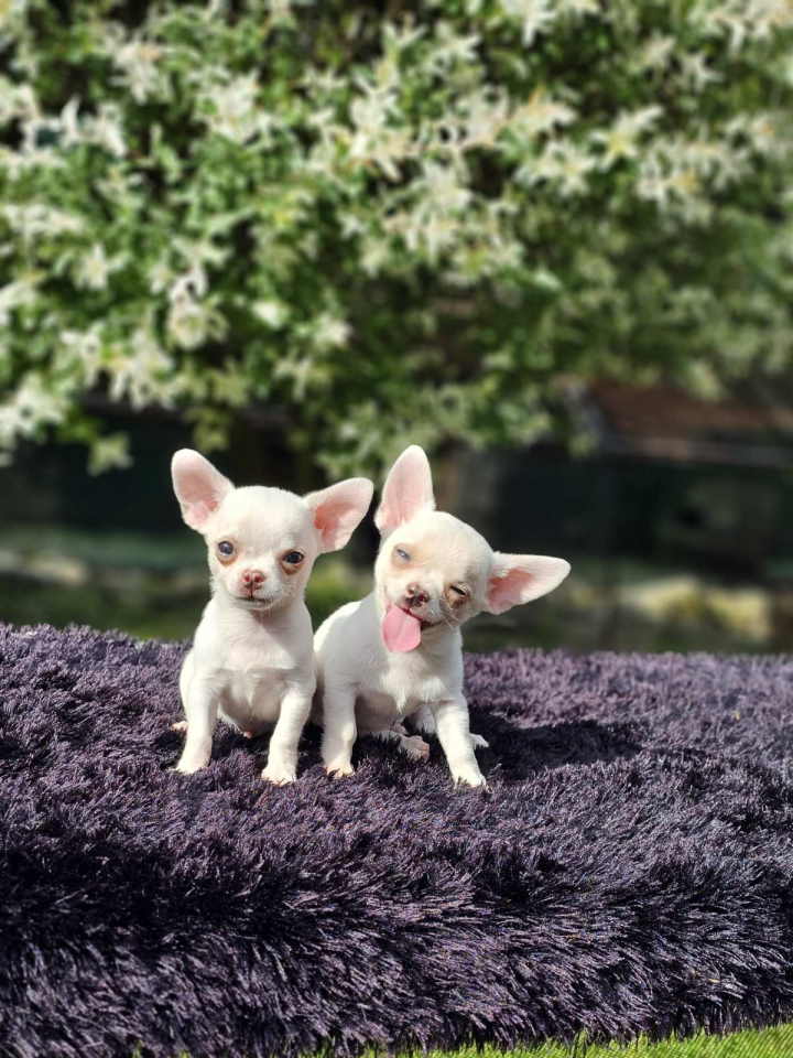 U ponudi Mikro CIVAVE