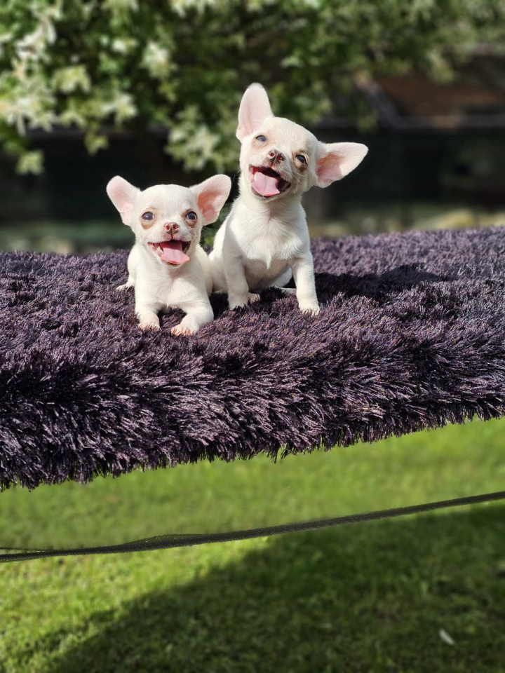 U ponudi Mikro CIVAVE