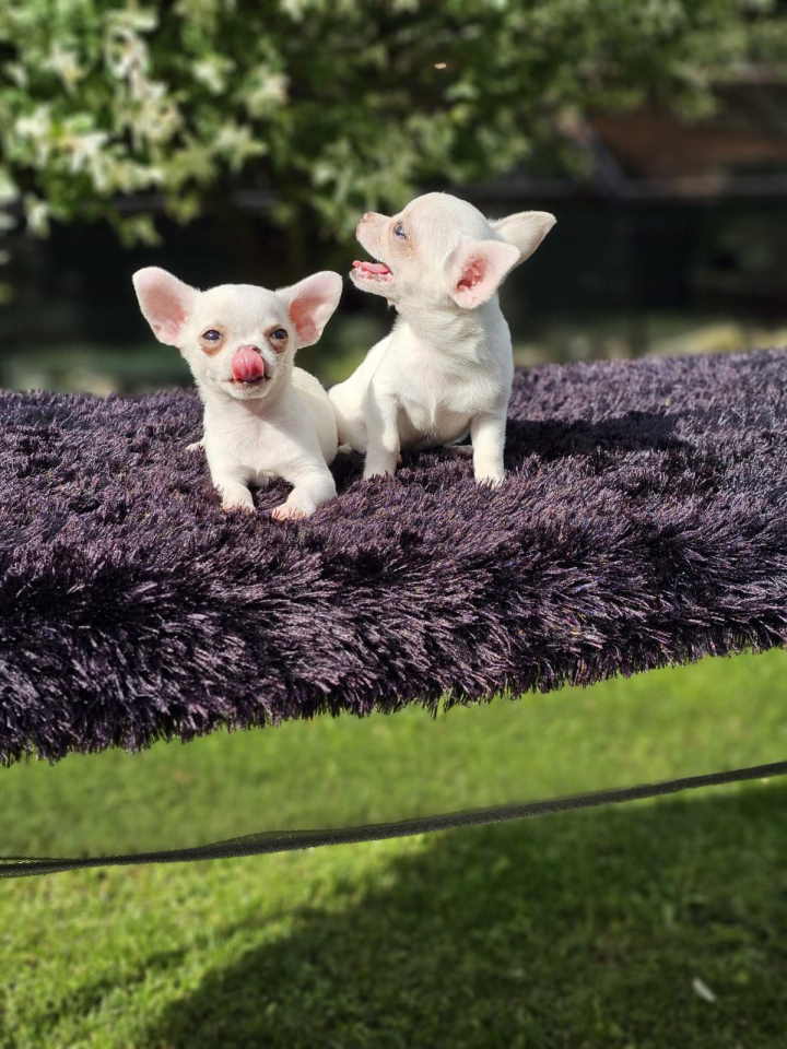 U ponudi Mikro CIVAVE