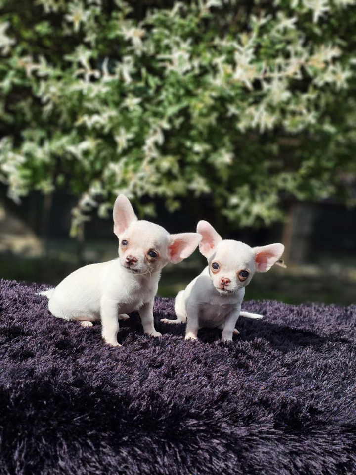 U ponudi Mikro CIVAVE