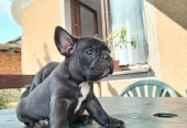 Francuski buldog štenci