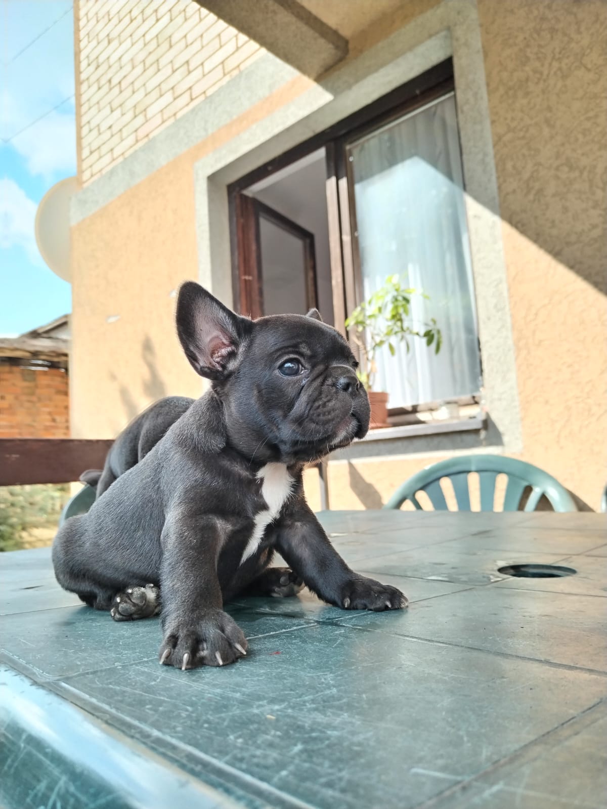 Francuski buldog štenci