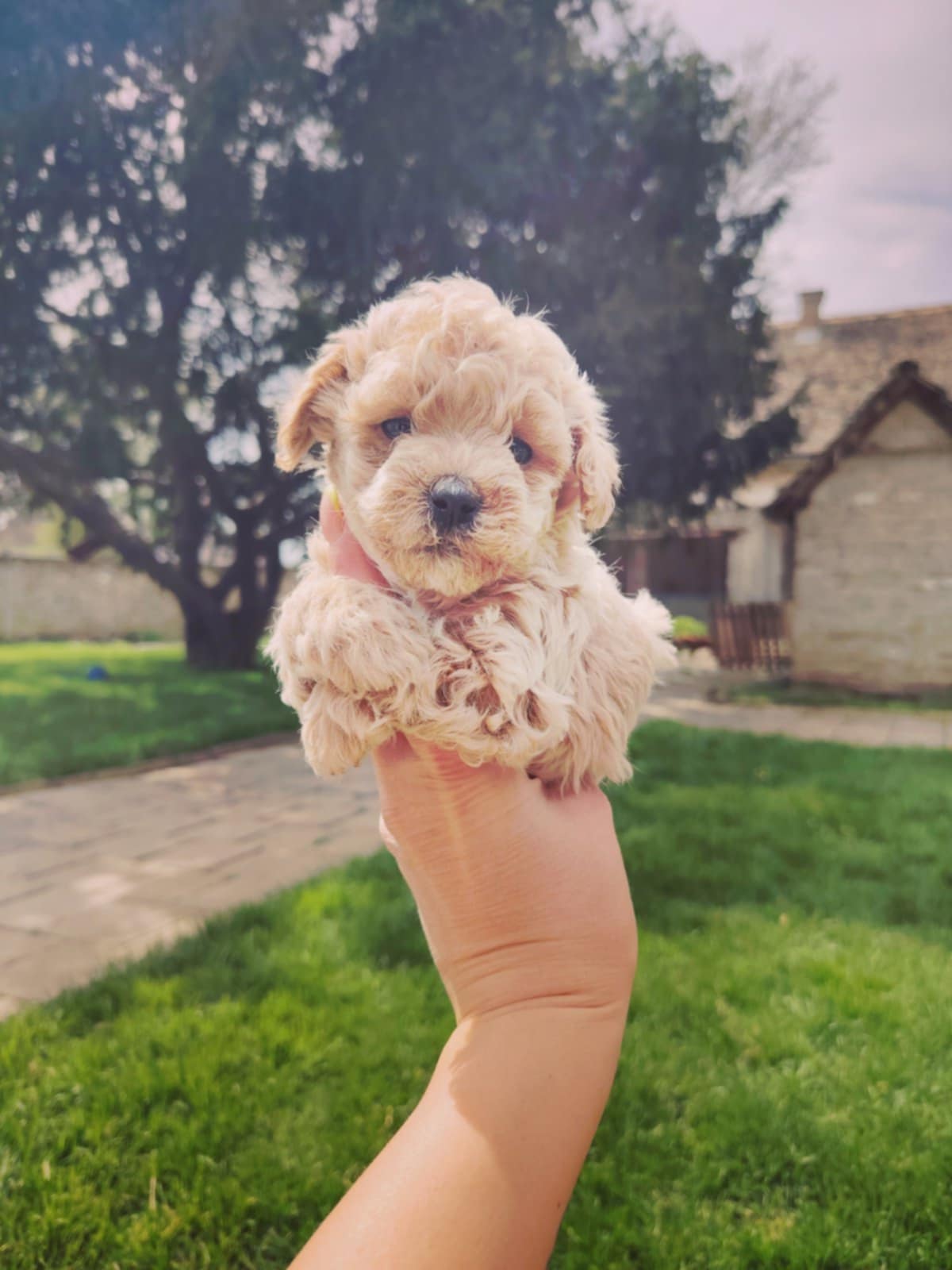 Maltipoo stenci
