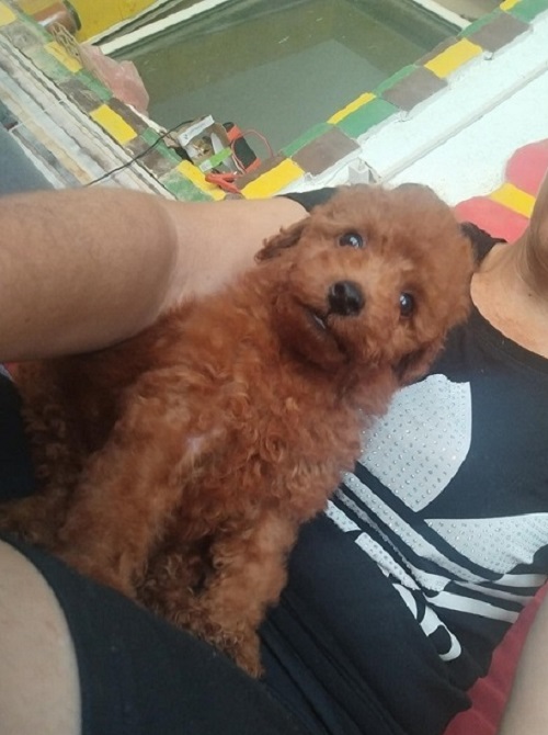 Crvena TOY PUDLA, prelepi stenci