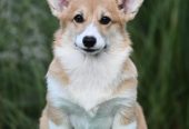 Velski korgi Welsh Corgi Pembroke