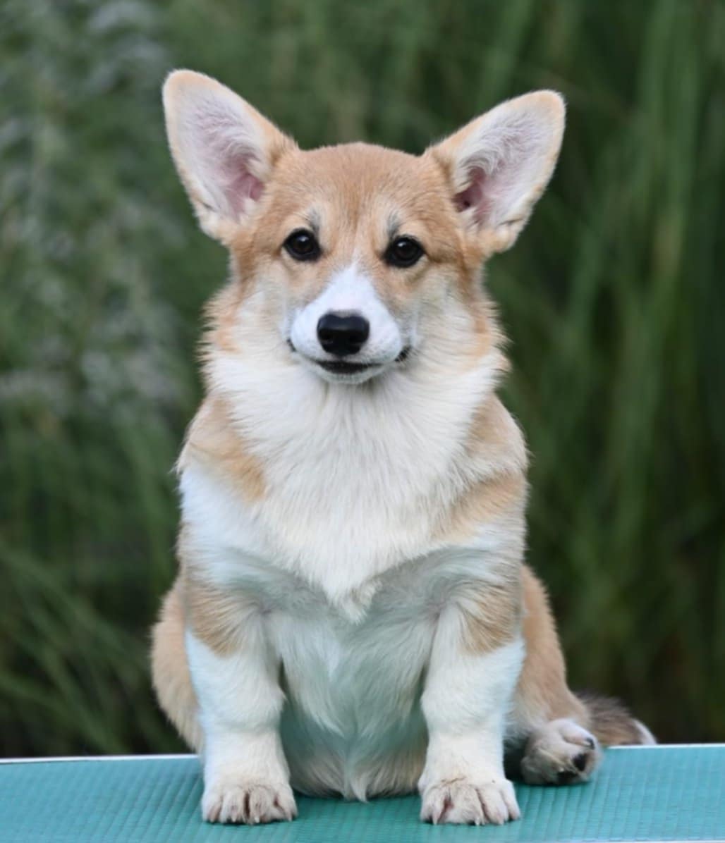 Velski korgi Welsh Corgi Pembroke