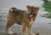 Prodajemo stence japanskih Akita