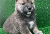 Shiba inu štenci