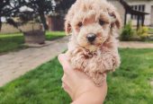 Maltipoo stenci