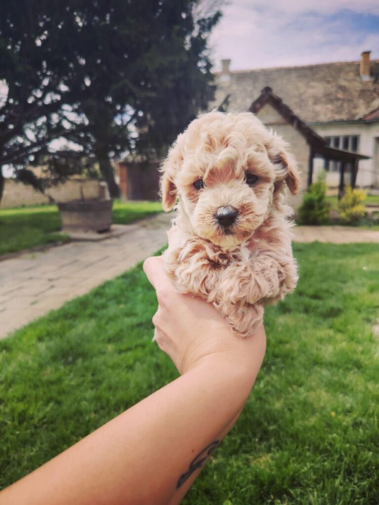 Maltipoo štenci