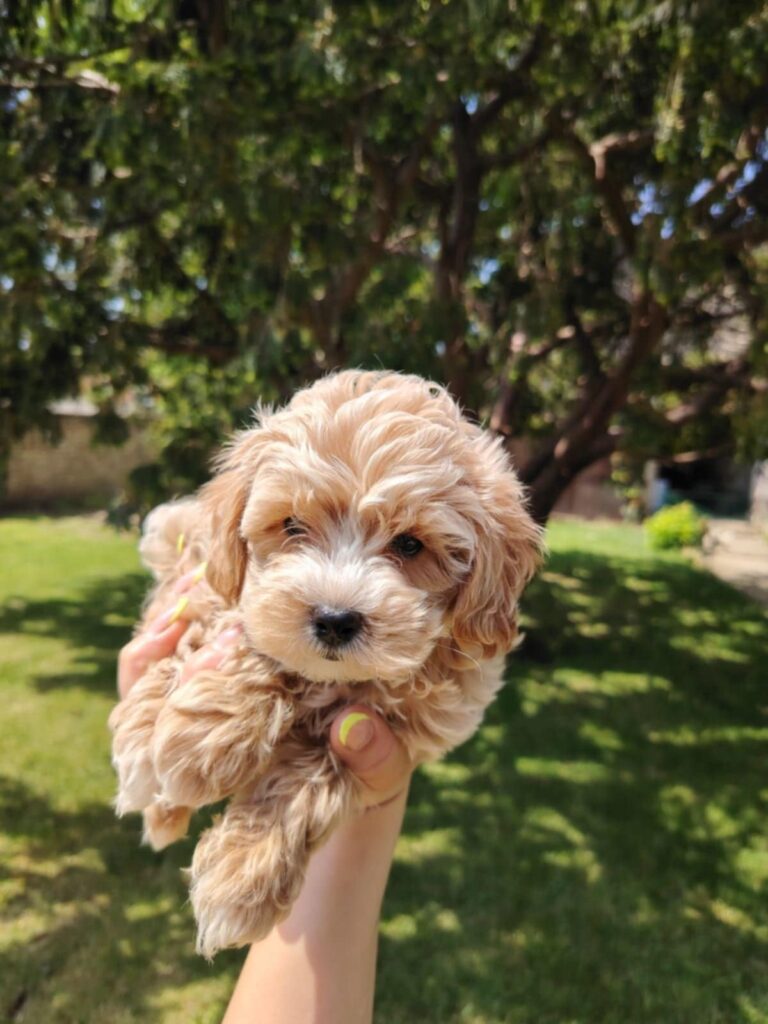 Maltipoo štenci