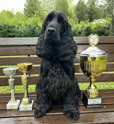 Engleski koker spanijel, mužjak