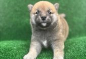 Shiba inu štenci