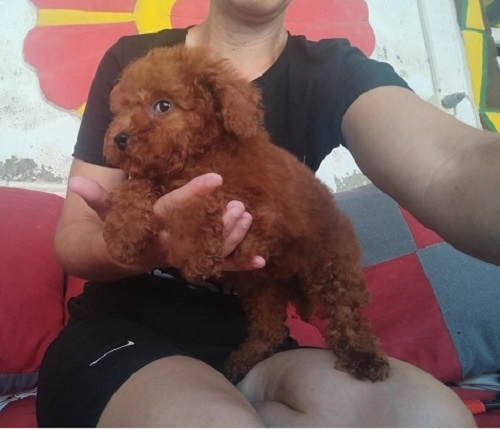 Crvena TOY PUDLA, prelepi stenci