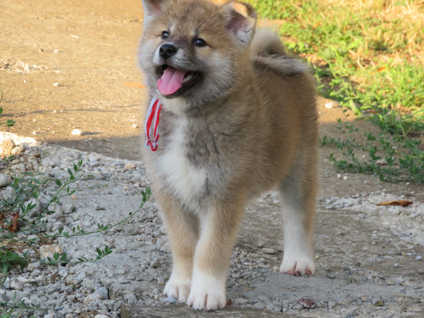 Prodajemo stence japanskih Akita