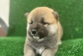 Shiba inu štenci