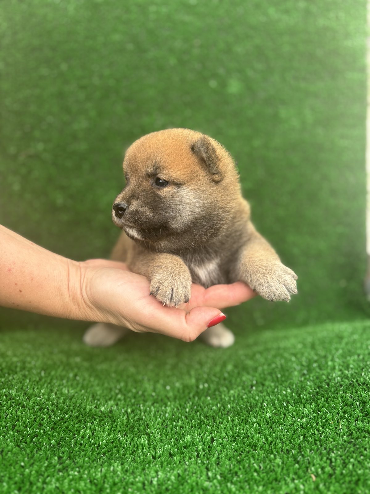 Shiba inu štenci