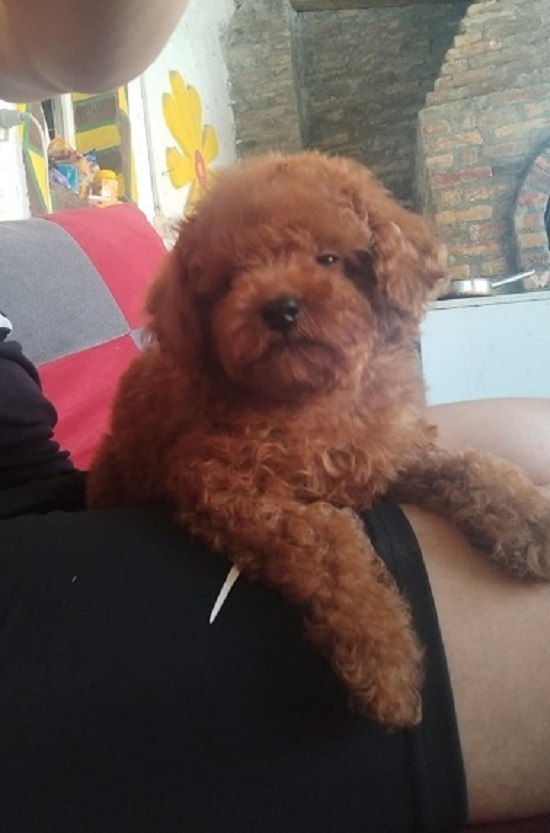 Crvena TOY PUDLA, prelepi stenci