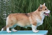 Velski korgi Welsh Corgi Pembroke