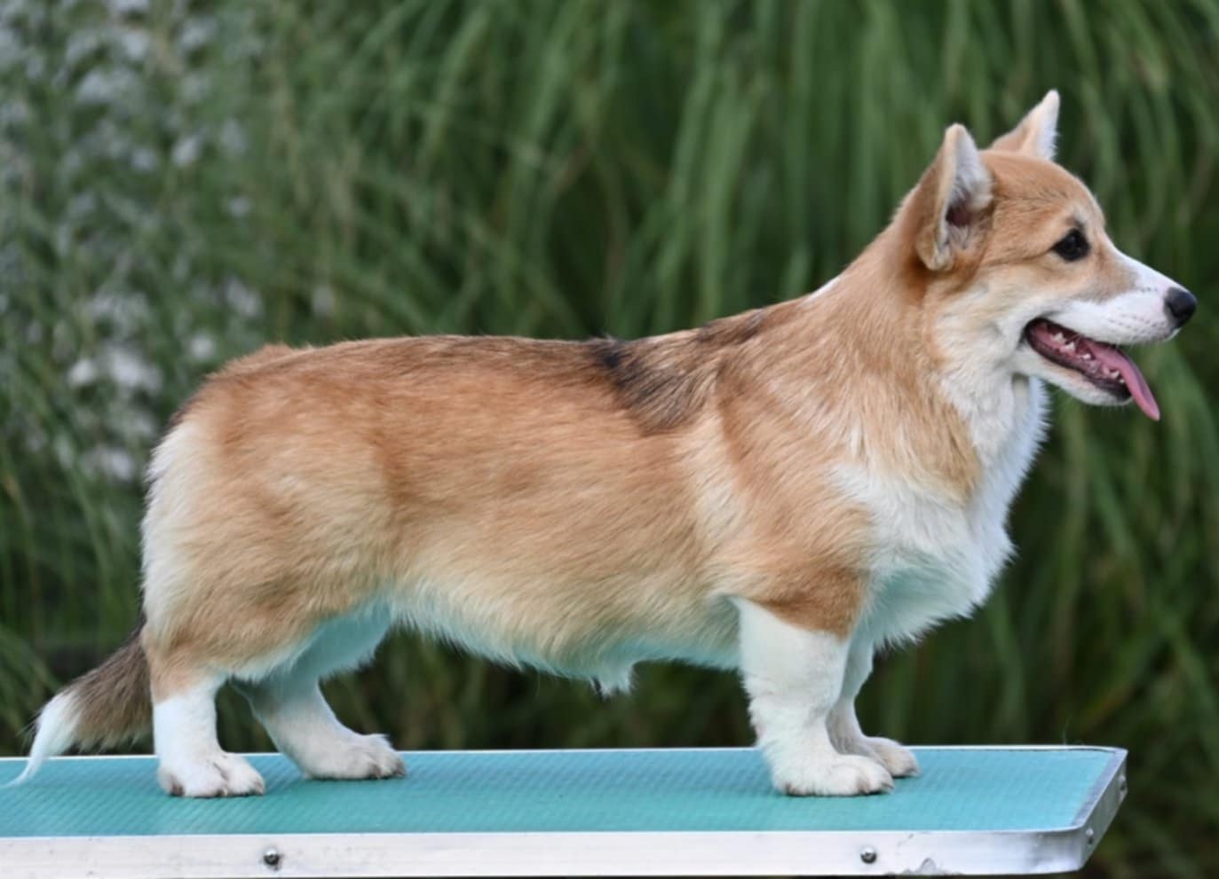 Velski korgi Welsh Corgi Pembroke