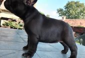 Francuski buldog štenci