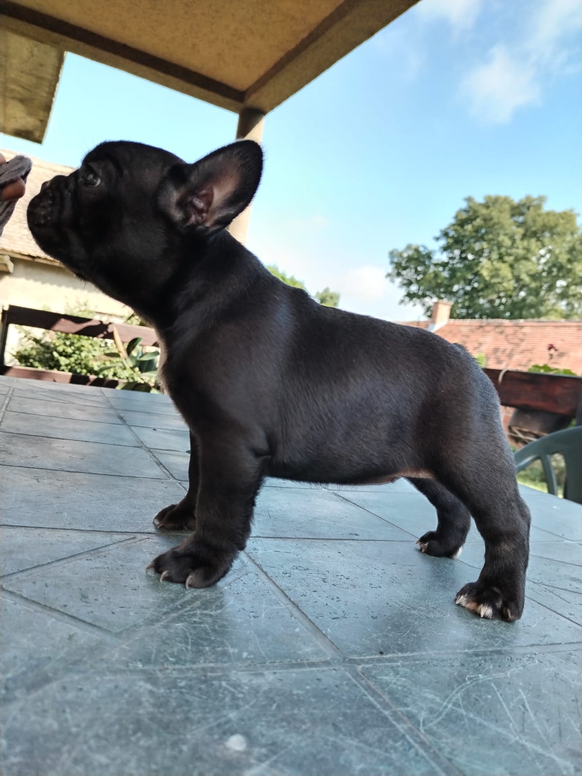 Francuski buldog štenci