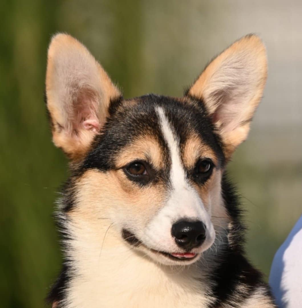 Velski korgi Welsh Corgi Pembroke