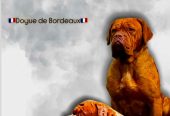 Dogue de Bordeaux štenci