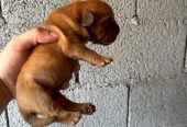 Dogue de Bordeaux štenci