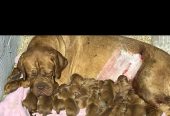 Dogue de Bordeaux štenci
