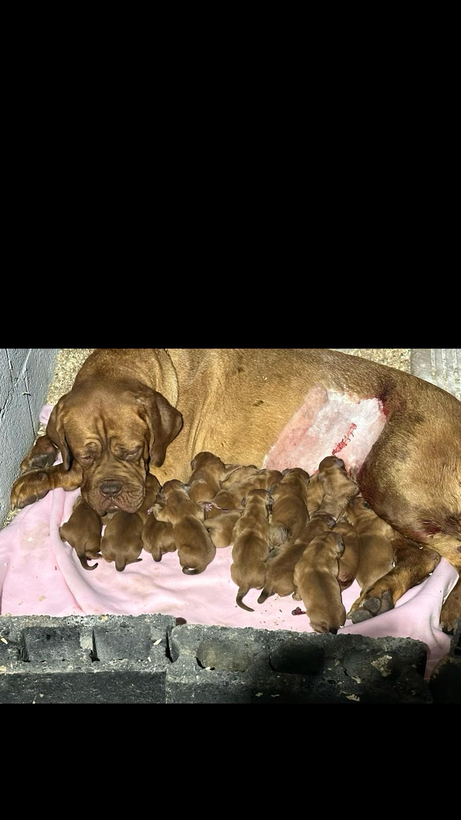 Dogue de Bordeaux štenci