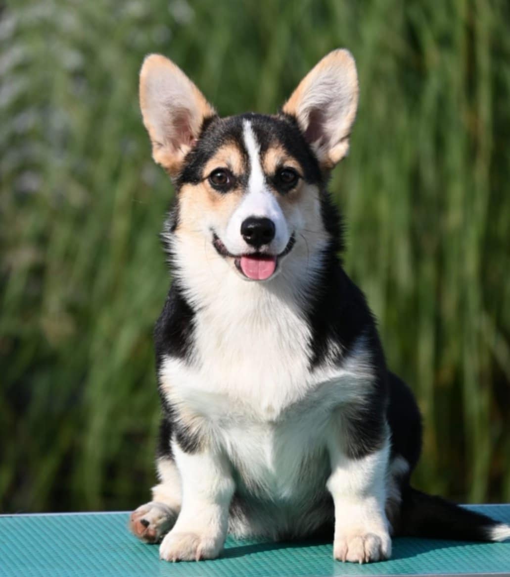 Velski korgi Welsh Corgi Pembroke