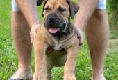 Južnoafrički mastif – Boerboel štenci