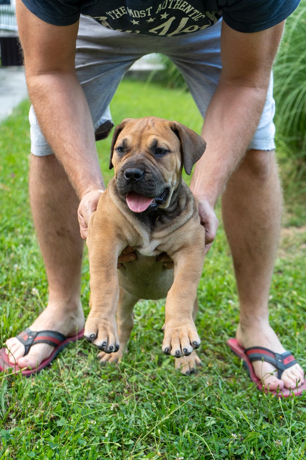 Južnoafrički mastif – Boerboel štenci