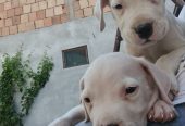Dogo argentino prelepi štenci
