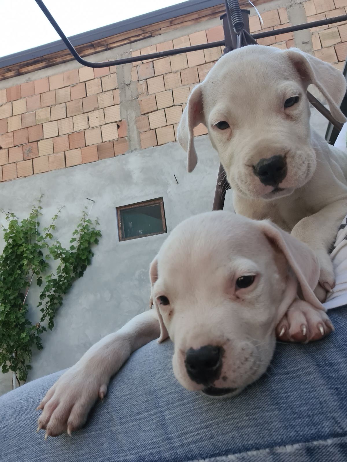 Dogo argentino prelepi štenci
