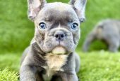 Francuski Buldog prelepi štenci
