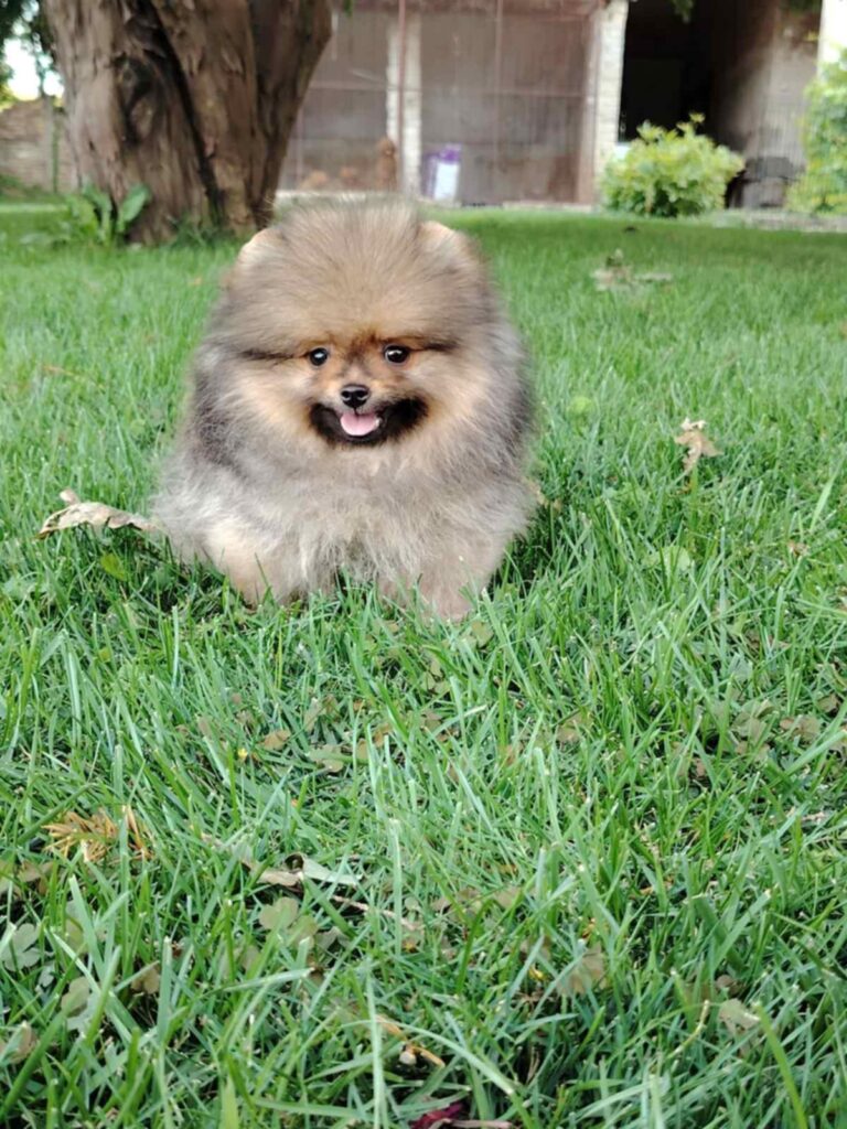 Pomeranac PRELEPI štenci