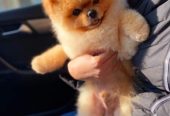 Najlepsi Pomeranci Boo