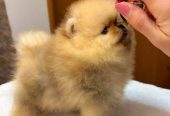 Najlepsi Pomeranci Boo