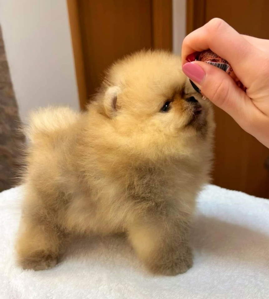 Najlepsi Pomeranci Boo