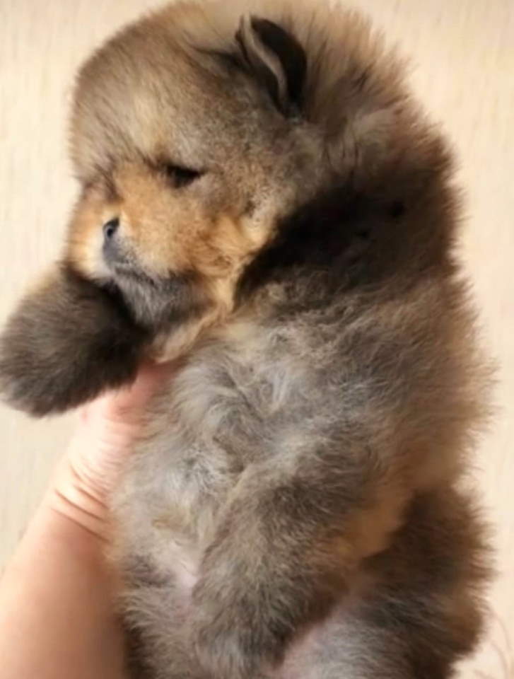 Najlepsi Pomeranci Boo