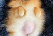 Najlepsi Pomeranci Boo
