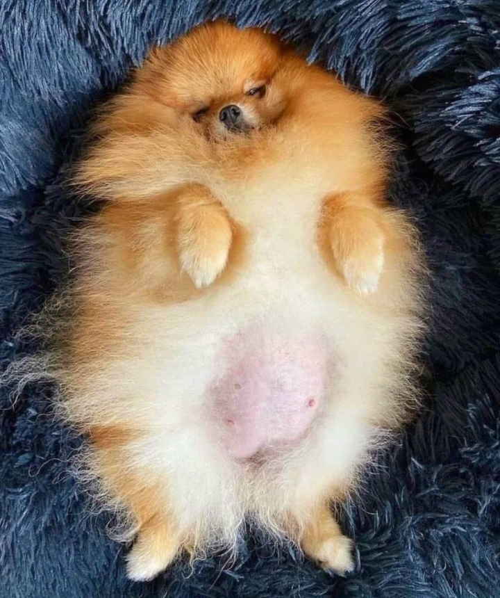 Najlepsi Pomeranci Boo