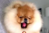 Najlepsi Pomeranci Boo